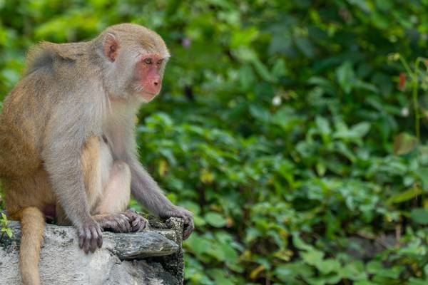 Pet monkey attacks neighbor, nearly rips woman’s ear off