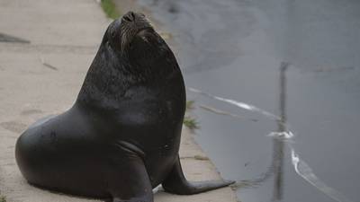 NYC flooding: Sea lion briefly leaves enclosure at Central Park Zoo