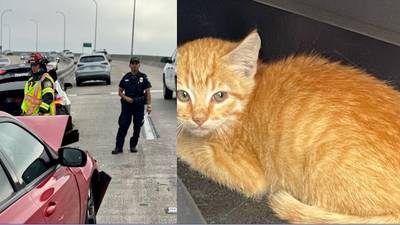 Attempt to rescue kitten causes 3-car crash on California bridge