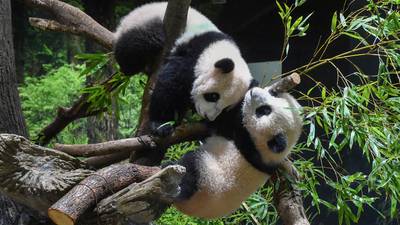 Twin pandas debut at Tokyo zoo