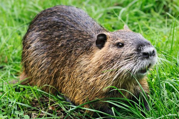 Officials works out deal with family to keep pet nutria named Neuty in Louisiana