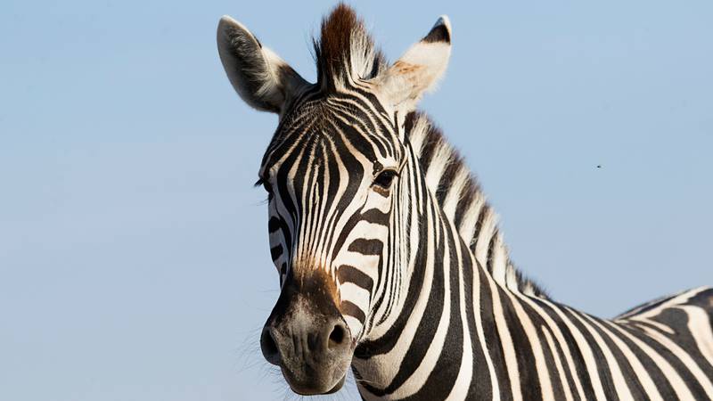 The last of four zebras that escaped on last Sunday have been captured near North Bend, Washington.