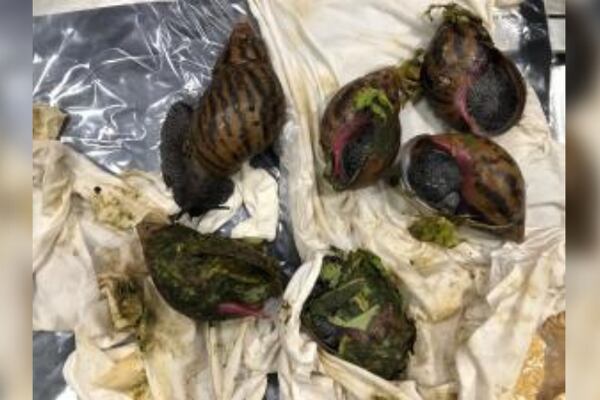 Officials find 6 Giant African Snails in luggage at Michigan airport