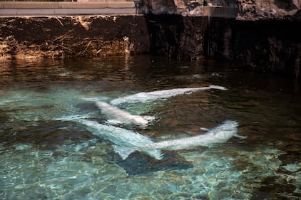 Beluga whale rescue