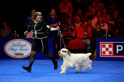 National Dog Show