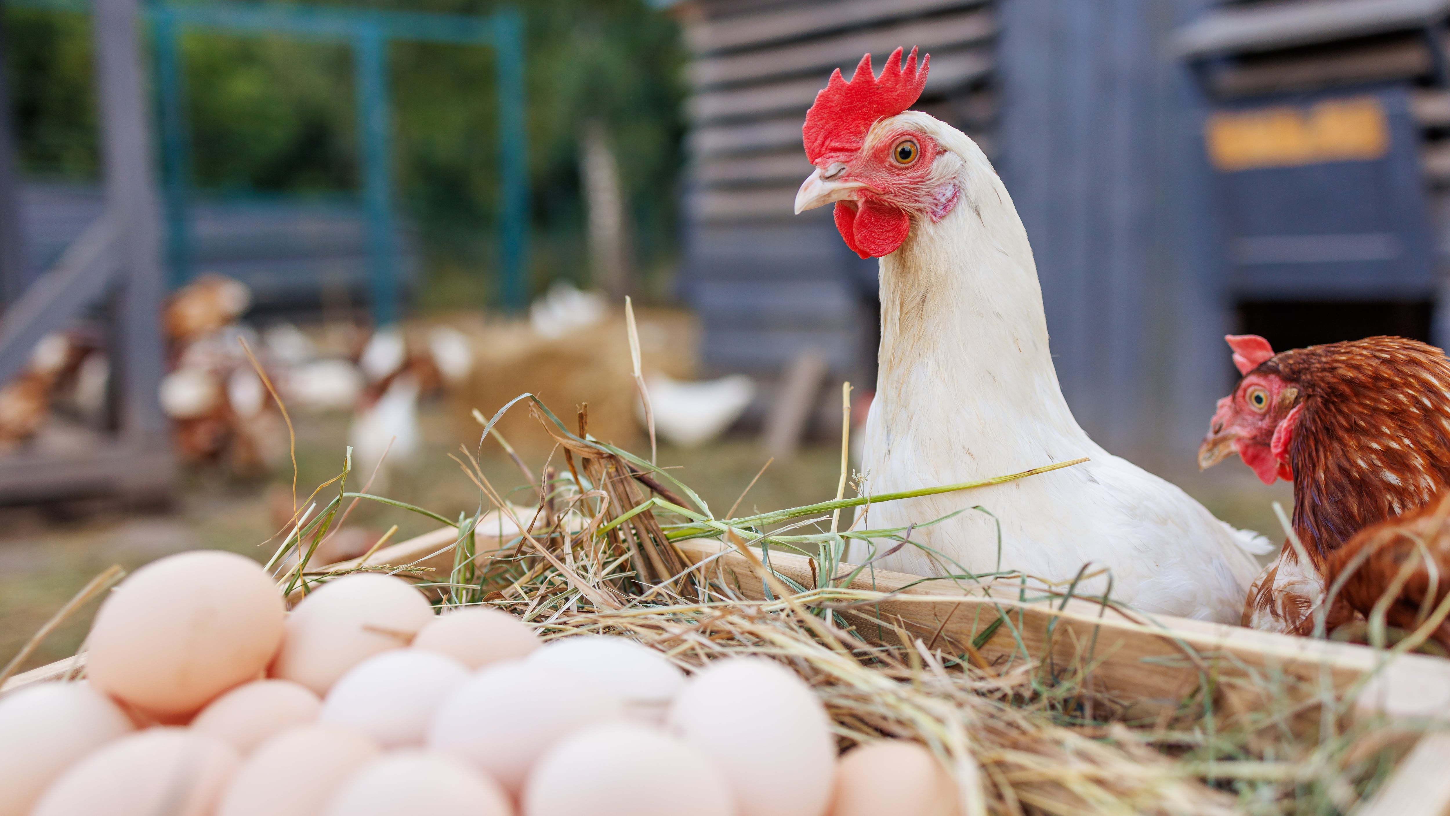 Fresh organic eggs in a wooden crate with free-range chickens on a rural farm