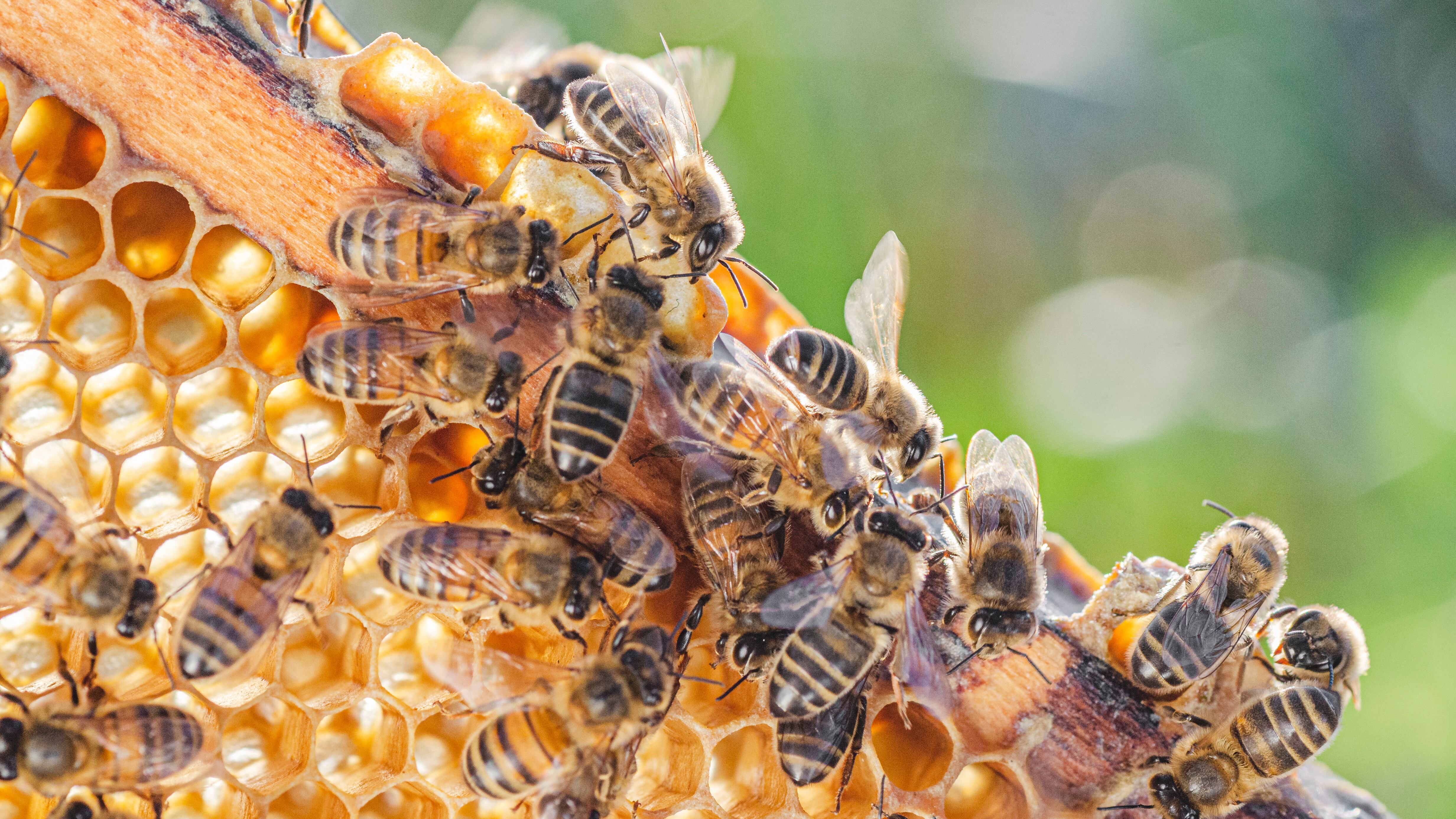 bees on a honeycomb